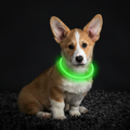 GlowPaw │ LED Light Up Dog Collar for Night Visibility